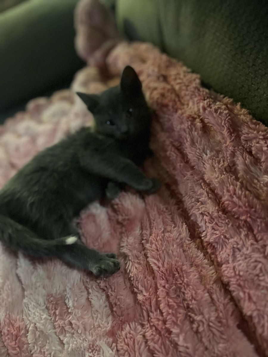 Russian blue ragdoll mixed kitten!!