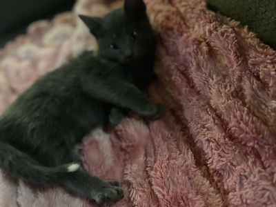 Russian blue ragdoll mixed kitten!!