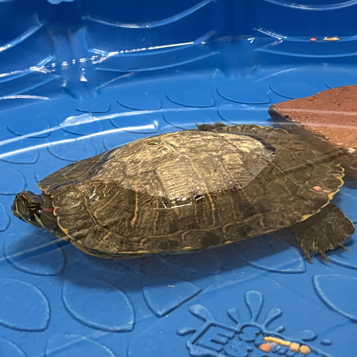 A163401 Bullfrog is Available for Adoption!