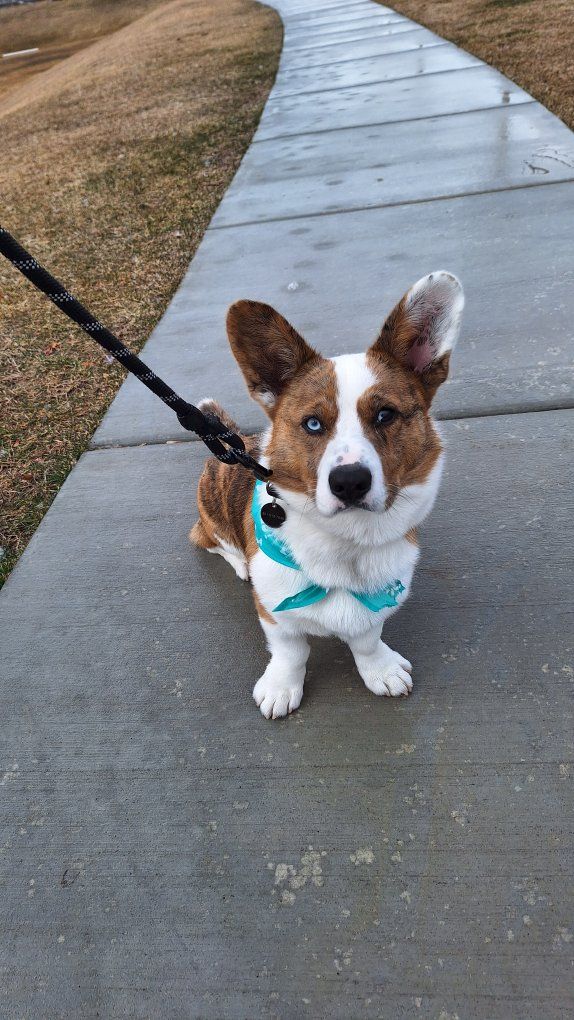 Cardigan Welsh Corgi Puppy - Brindle & White with Blue Eyes - Playful & Loving