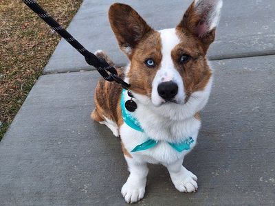 Cardigan Welsh Corgi Puppy - Brindle & White with Blue Eyes - Playful & Loving