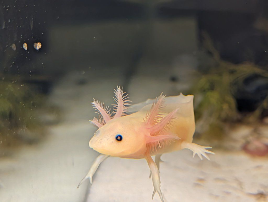 Baby Axolotls!