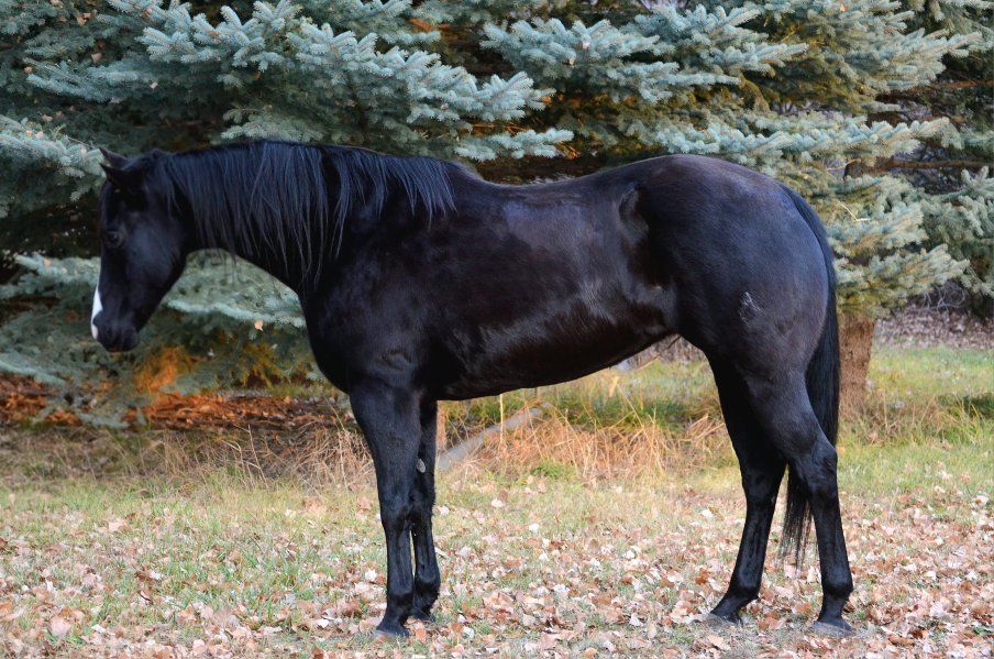 Horse Lease