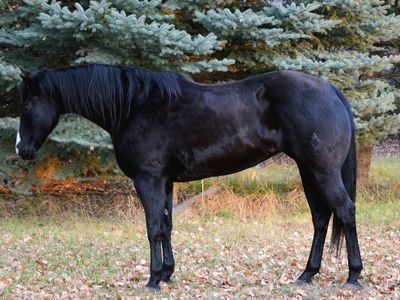 Horse Lease