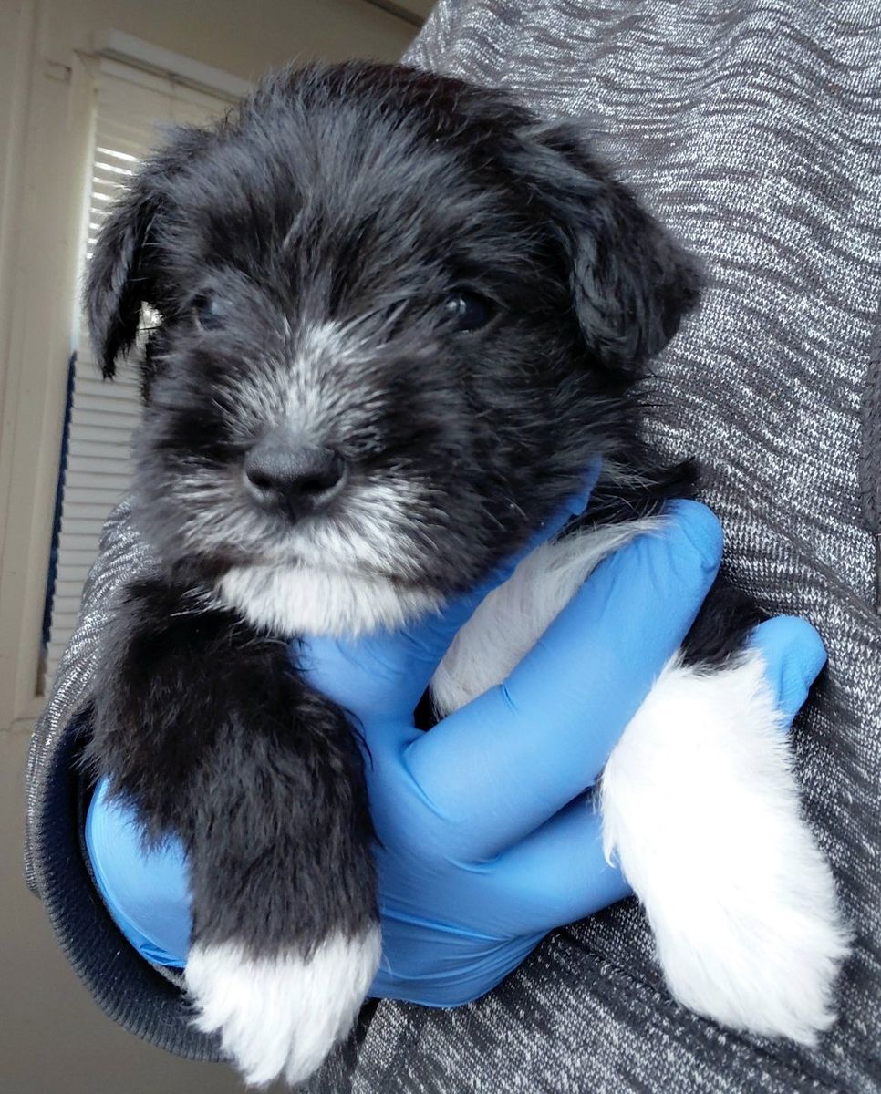 AKC Mini Schnauzer Puppies