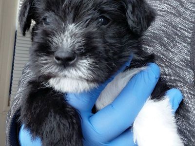 AKC Mini Schnauzer Puppies