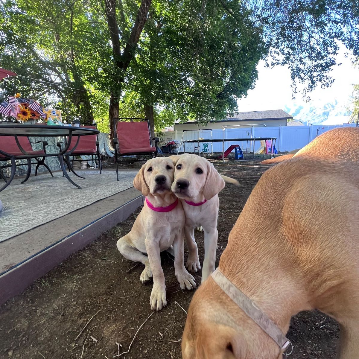 Adorable Yellow Lab Puppies for Sale - Playful & Healthy