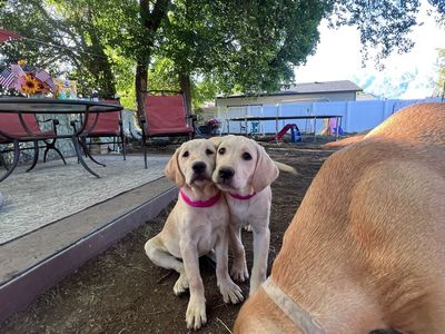 Adorable Yellow Lab Puppies for Sale - Playful & Healthy