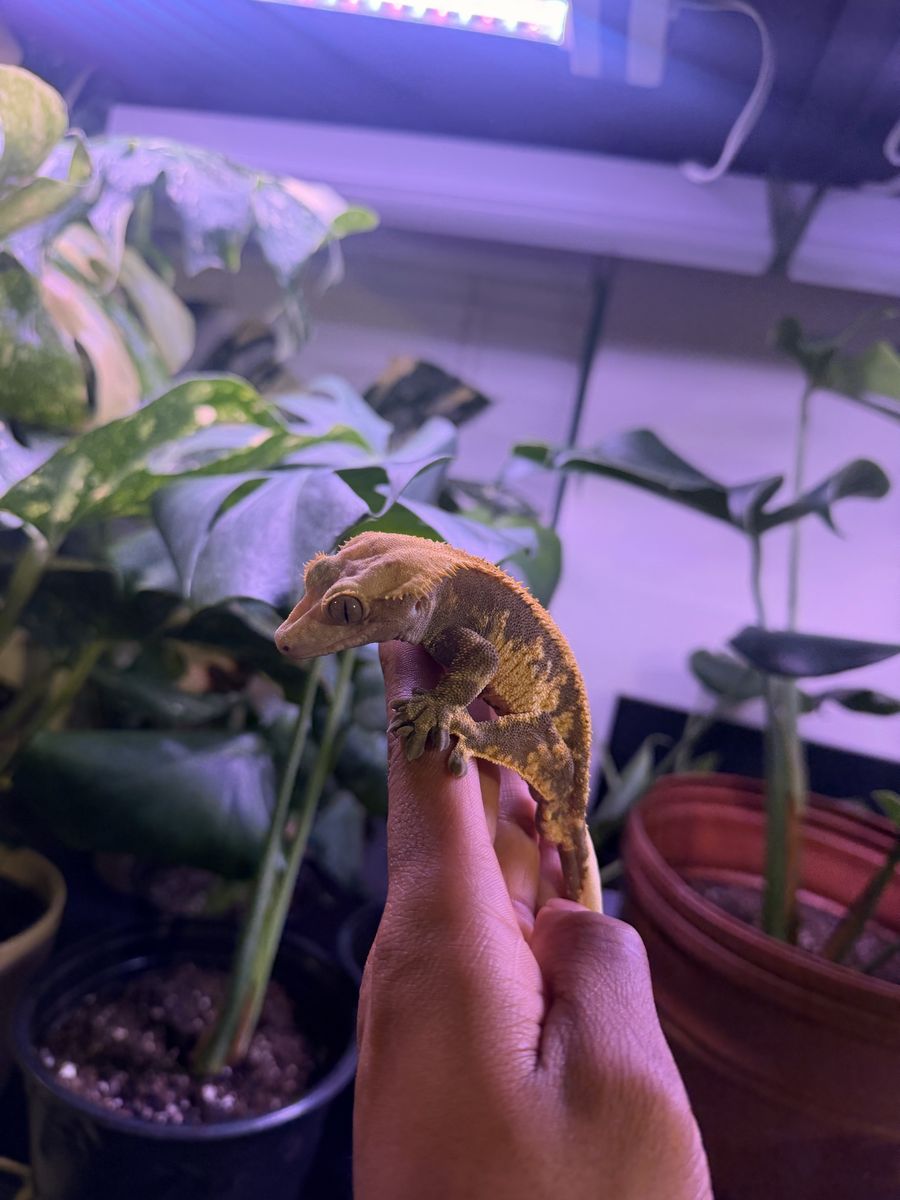 Crested Gecko
