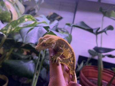 Crested Gecko