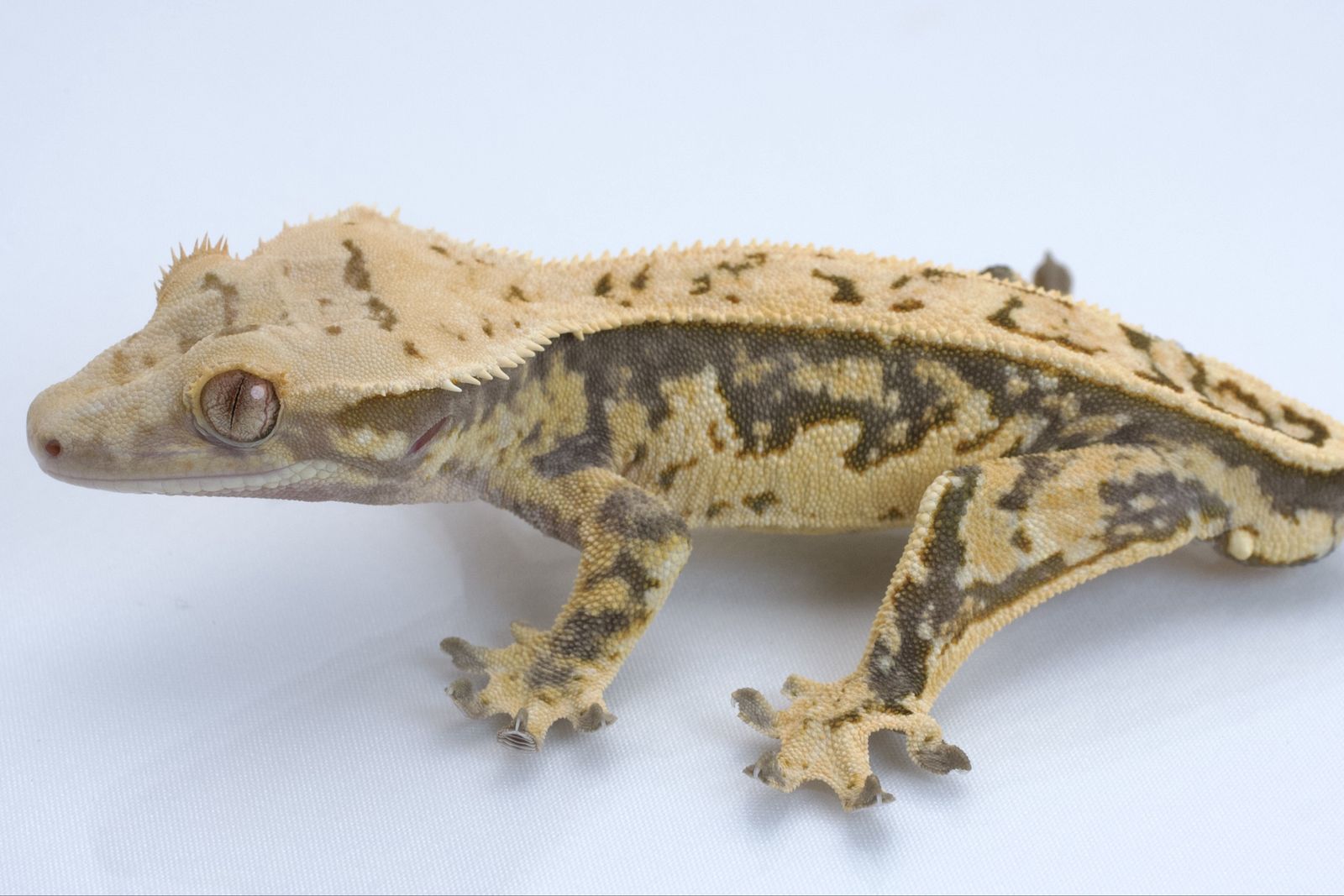 Main image 3