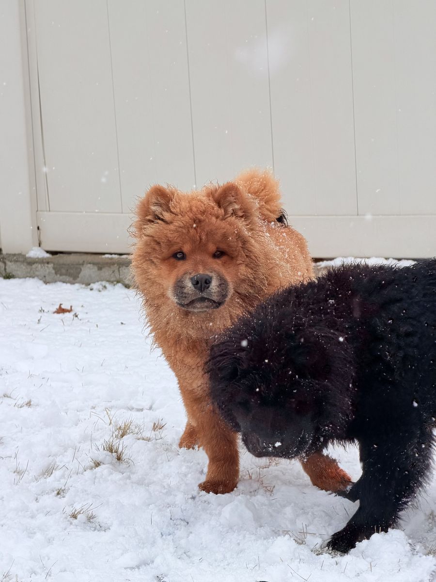 Chow-chows