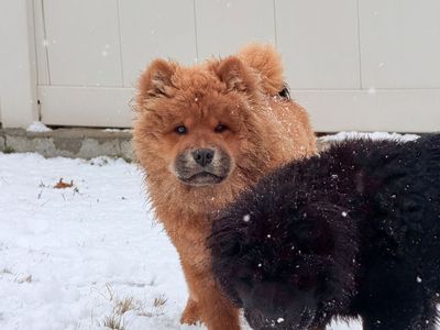 Chow-chows