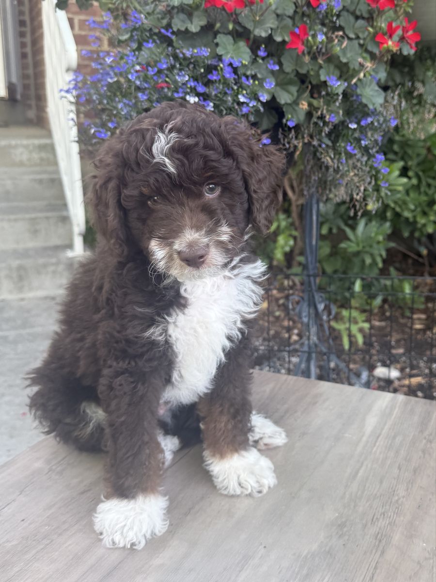 Tricolor chocolate mini bernedoodles for sale
