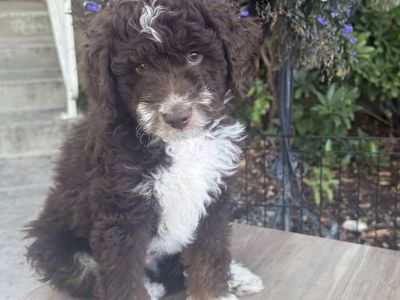 Tricolor chocolate mini bernedoodles for sale