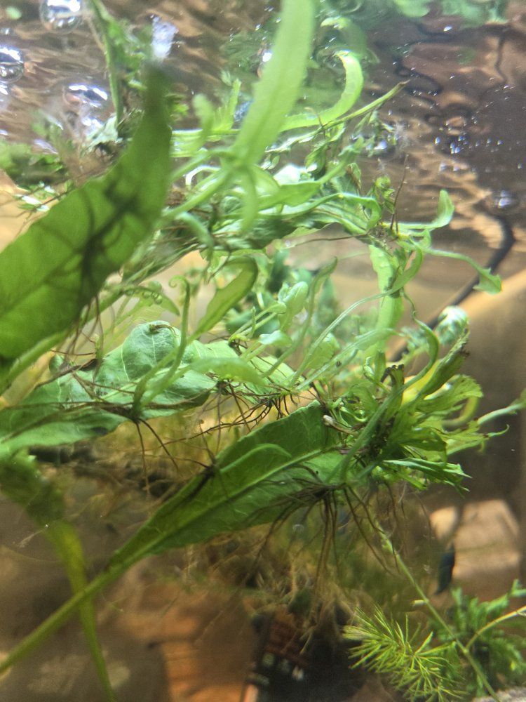 Baby Aquatic Plants