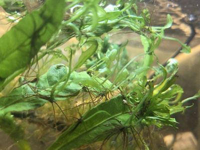 Baby Aquatic Plants