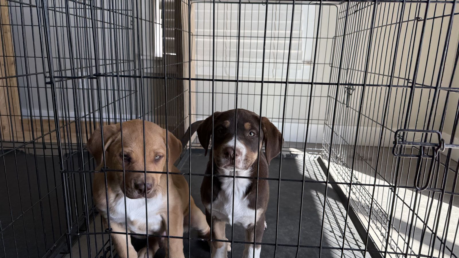 American Bulldog & Border Collie Mix for sale!!