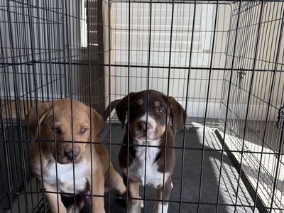 American Bulldog & Border Collie Mix for sale!!