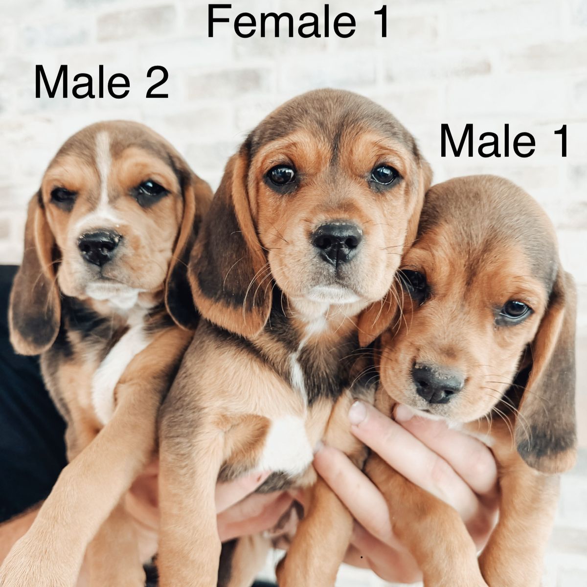 Purebred Beagle Puppies