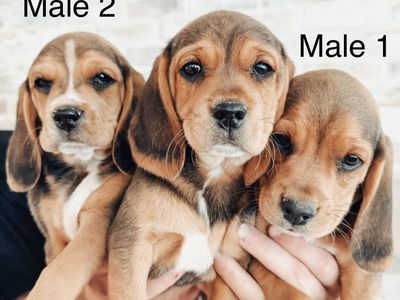 Purebred Beagle Puppies