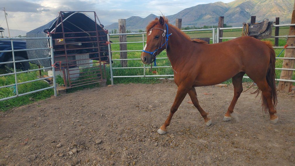 2 yr old Filly
