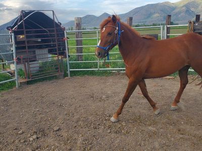 2 yr old Filly