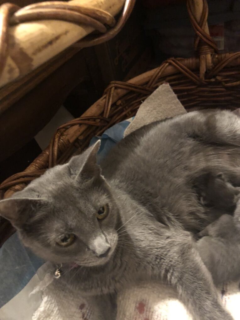Russian Blue Kittens