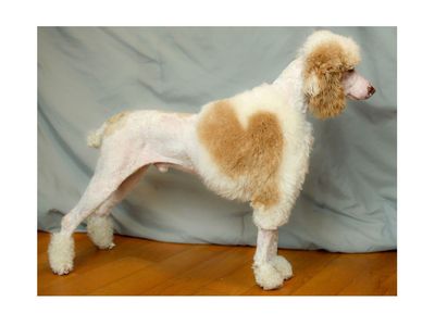 AKC 18lbs Health Tested Clear Red Parti Tri Poodle - Make Goldendoodle Golden Doodle Bernedoodle Aussiedoodle