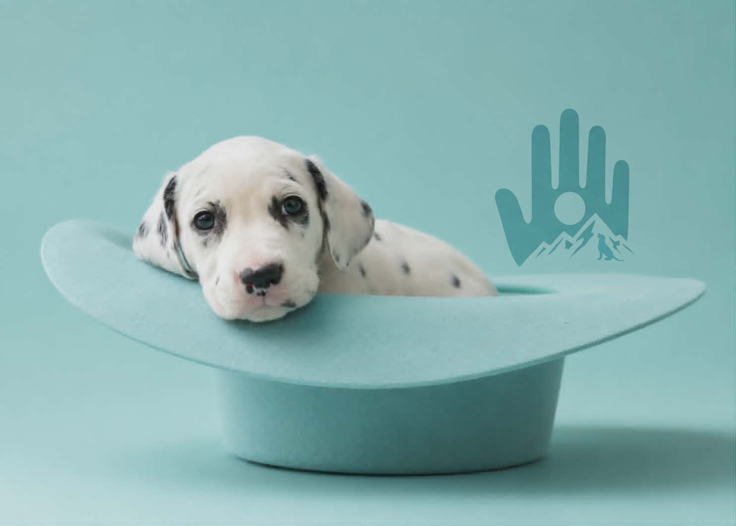 Dalmatian Puppies!