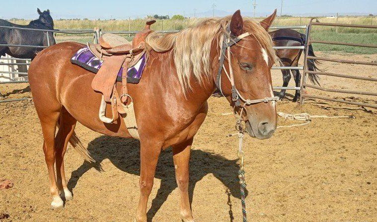 Flashy Little 5 Year Old Mare