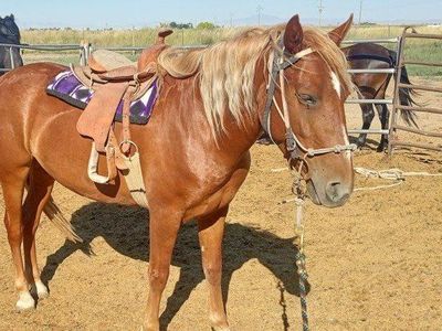 Flashy Little 5 Year Old Mare