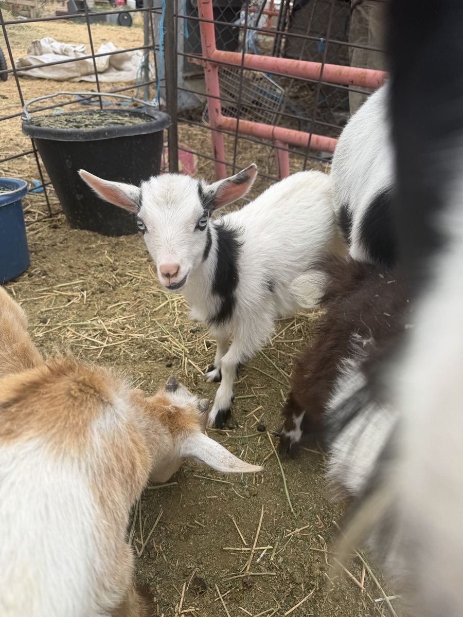 Nigerian Dwarf herd dispersal
