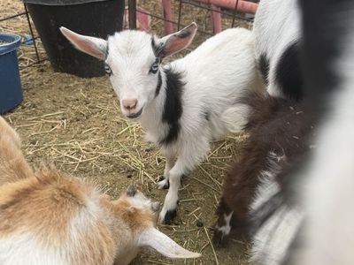 Nigerian Dwarf herd dispersal