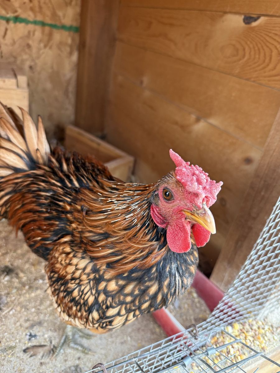 One Free Sebright Rooster