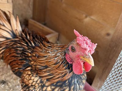 One Free Sebright Rooster