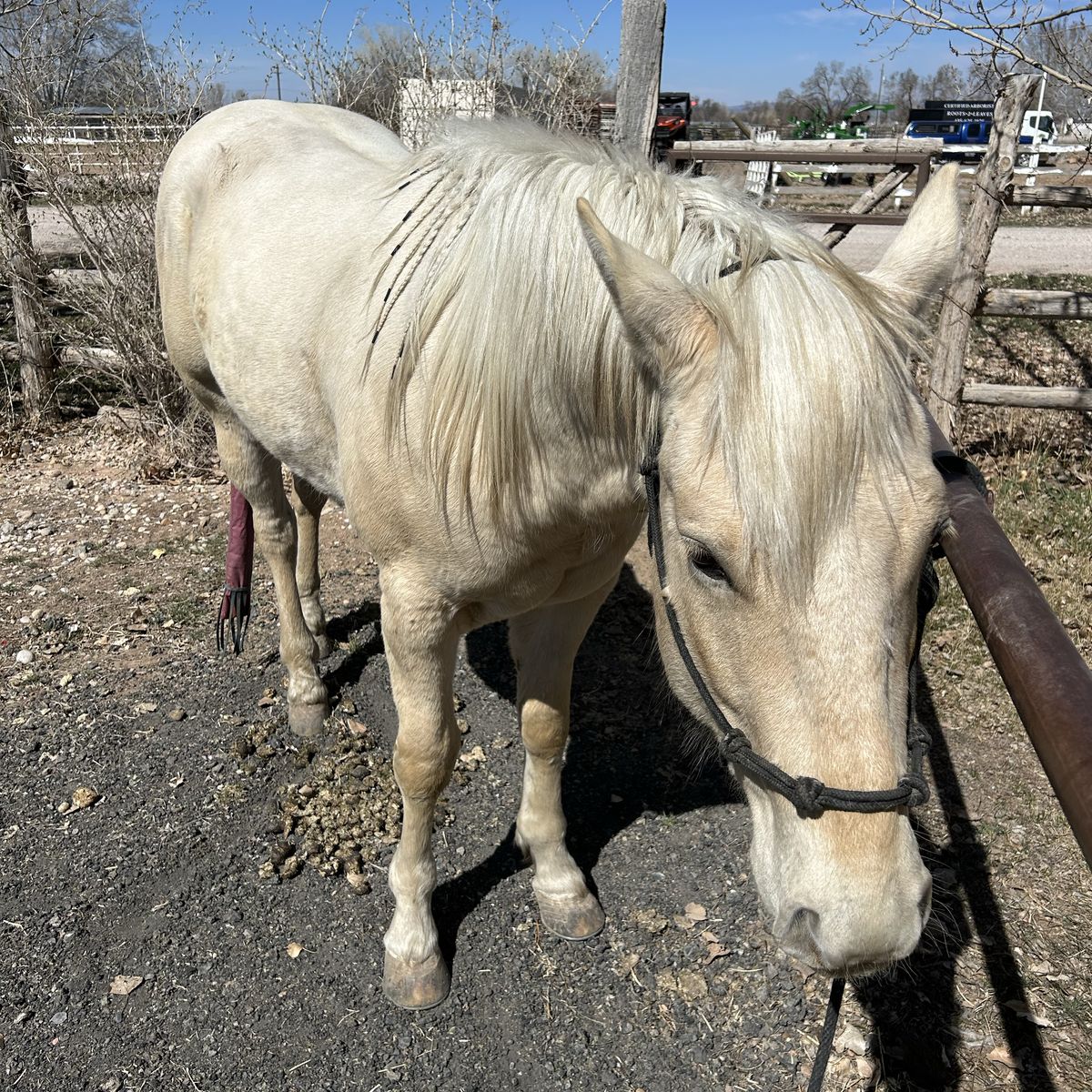 Ice Man Coming 3 AQHA