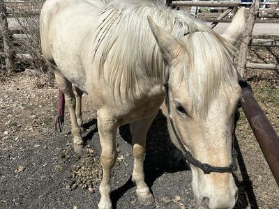 Ice Man Coming 3 AQHA
