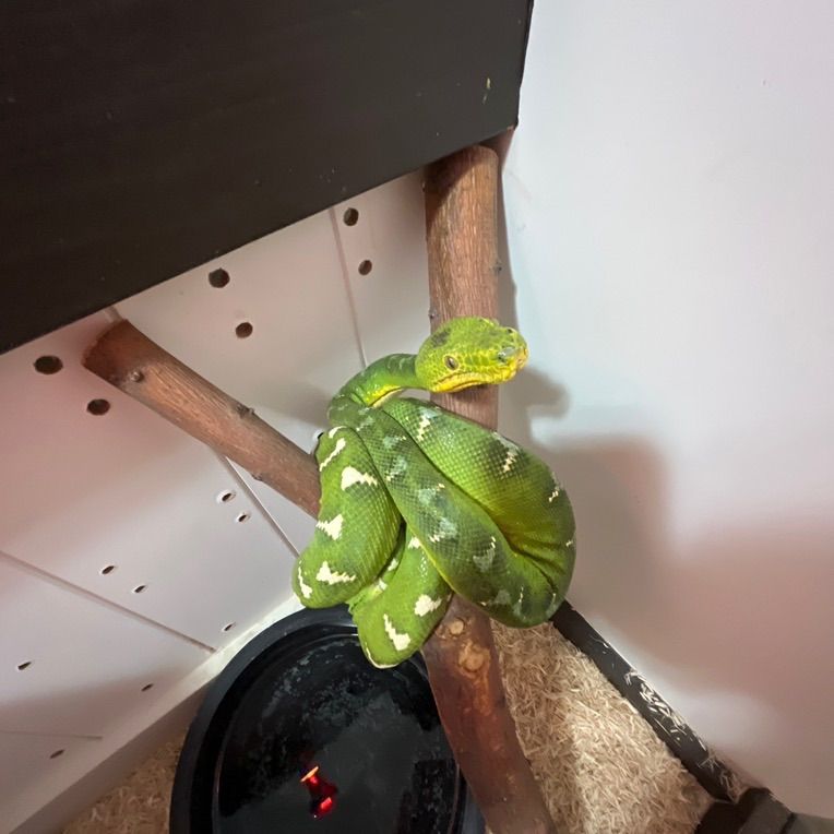 Adult Male Norther Emerald Tree Boa