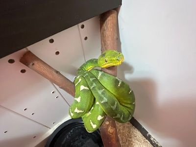 Adult Male Norther Emerald Tree Boa