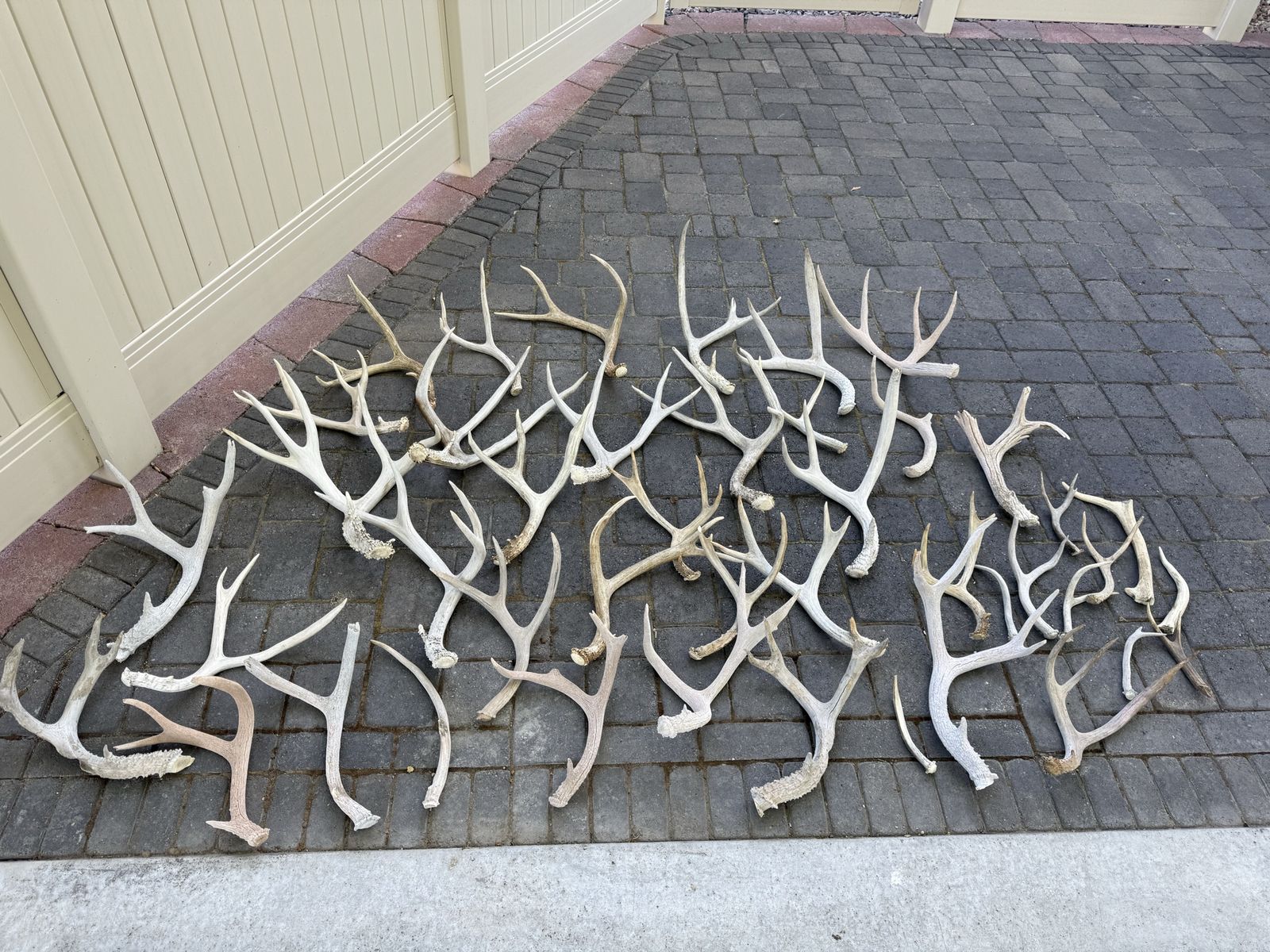Deer Antlers