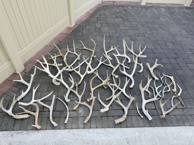 Deer Antlers