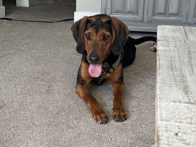 blood/coon Hound Dog