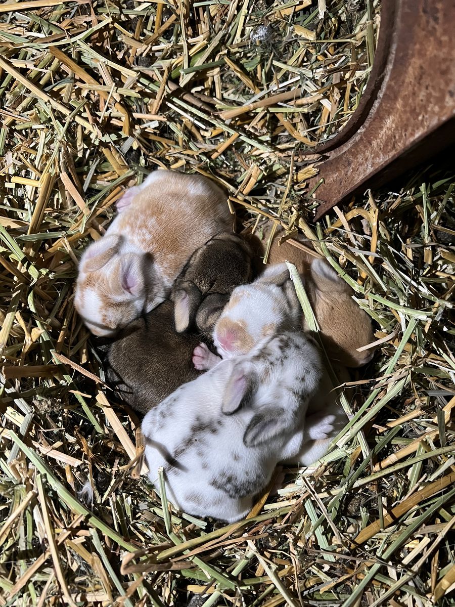Bunnies For Sale