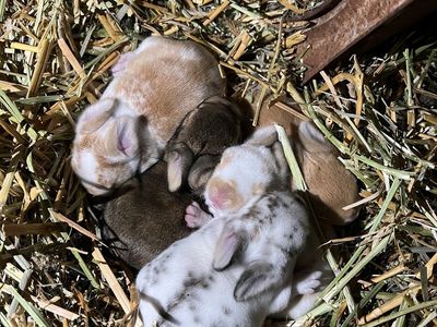 Bunnies For Sale