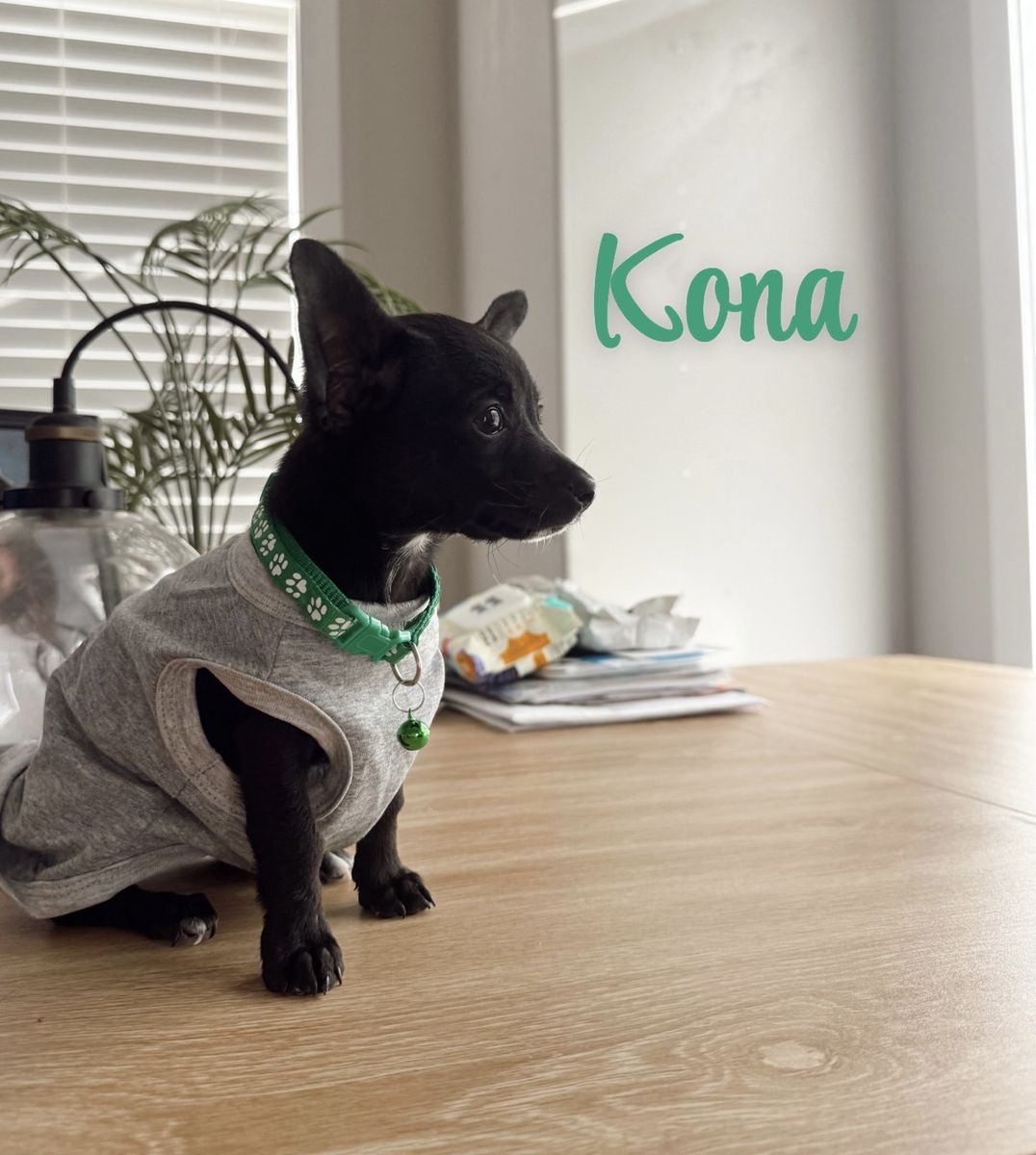 Sweetest Male Chihuahua