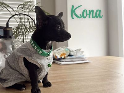 Sweetest Male Chihuahua