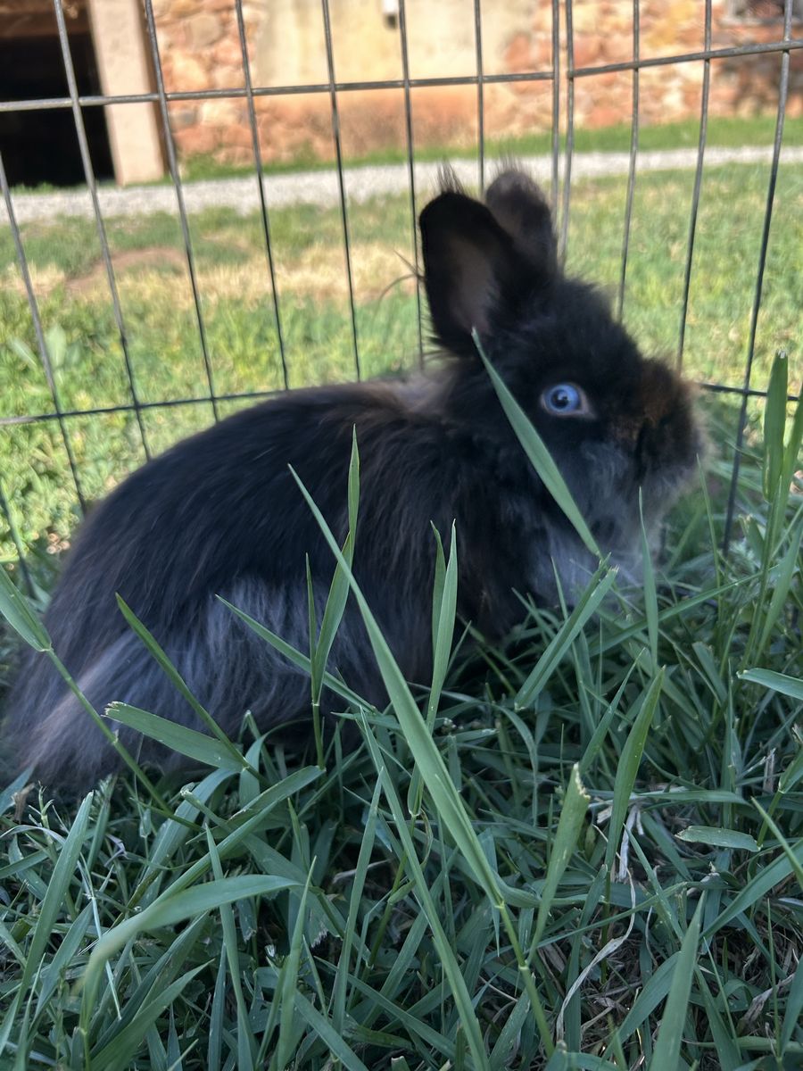 Neutered Male Bunny