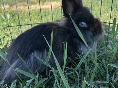 Neutered Male Bunny