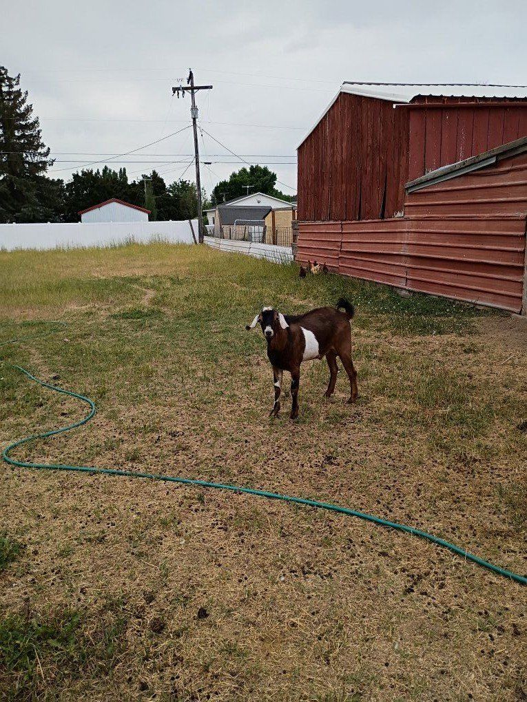 Nubian Buck for stud